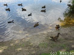 Grootmoorweiher